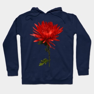 Red Spider Mum Hoodie